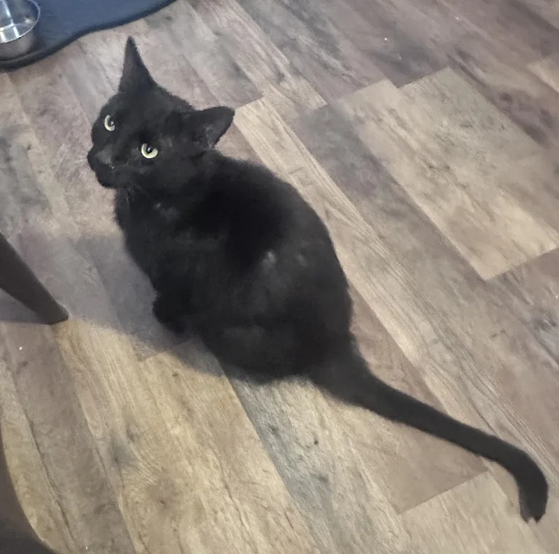 An adult medium-sized male Domestic Short Hair cat named Samba for adoption in Anderson , SC