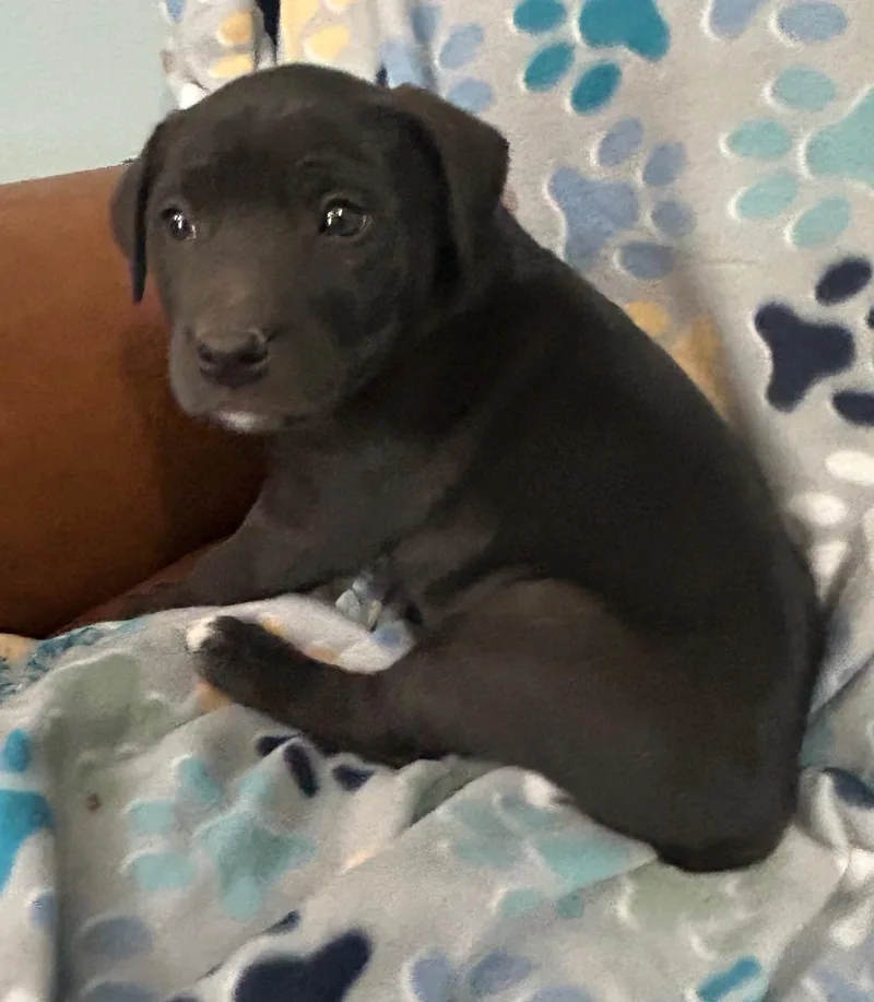 Crackle Cereal thumbnail 2