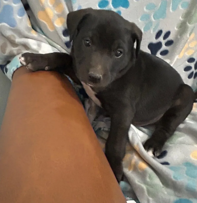 Crackle Cereal thumbnail 3