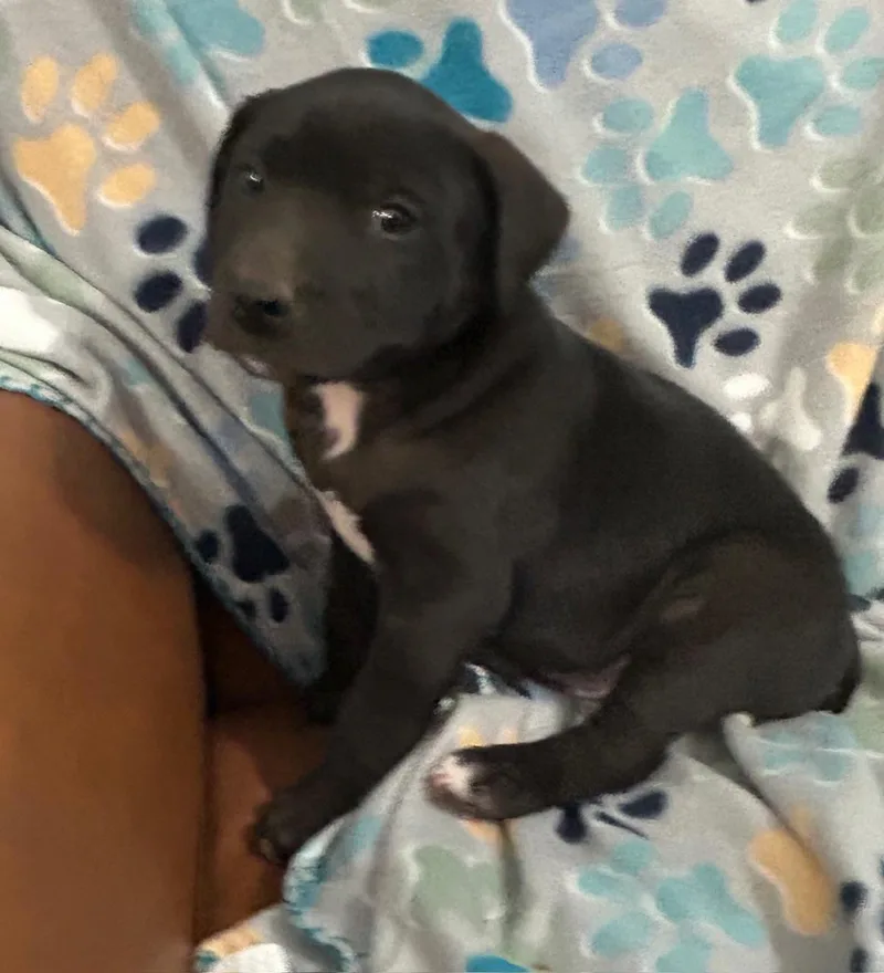 Crackle Cereal thumbnail 4