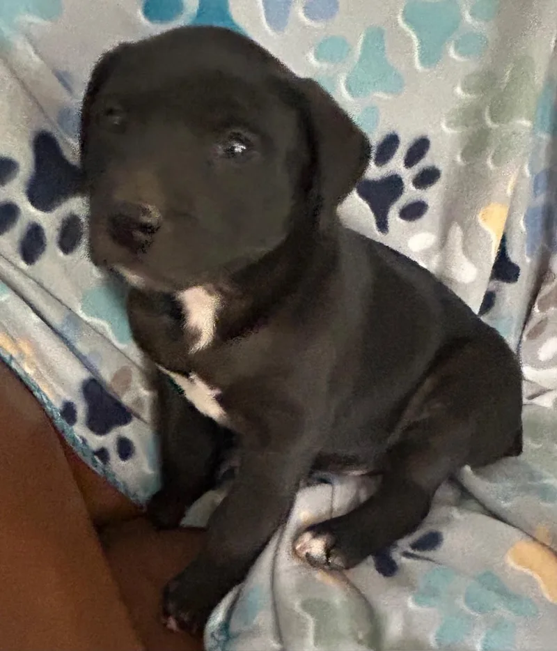 Crackle Cereal thumbnail 5