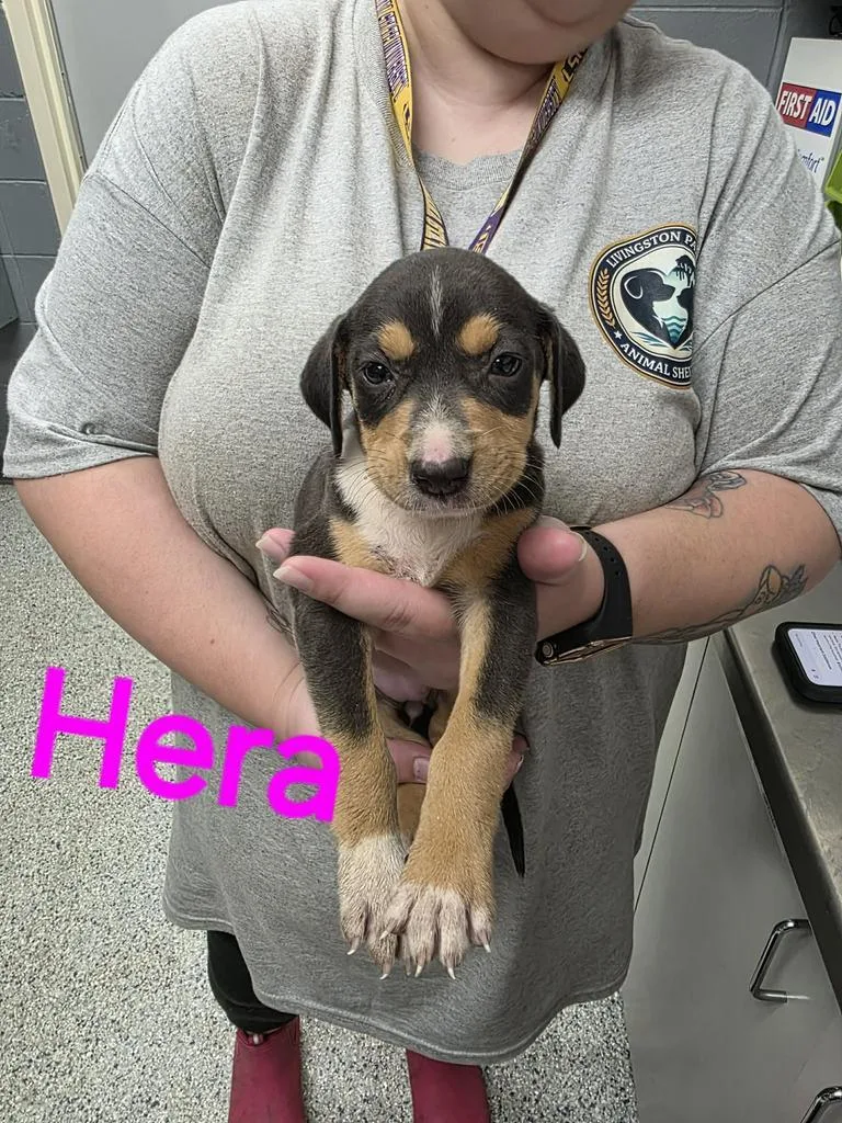 Hera