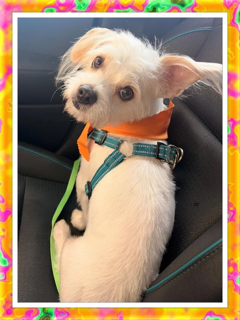 A young small-sized male Bichon Frise dog named Grover  Oklahoma for adoption in Tulsa, OK