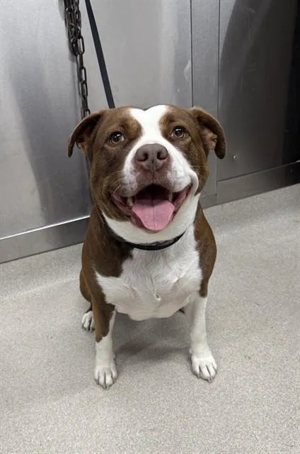 An adult medium-sized female Pit Bull Terrier dog named Connie for adoption in Fairbanks, AK