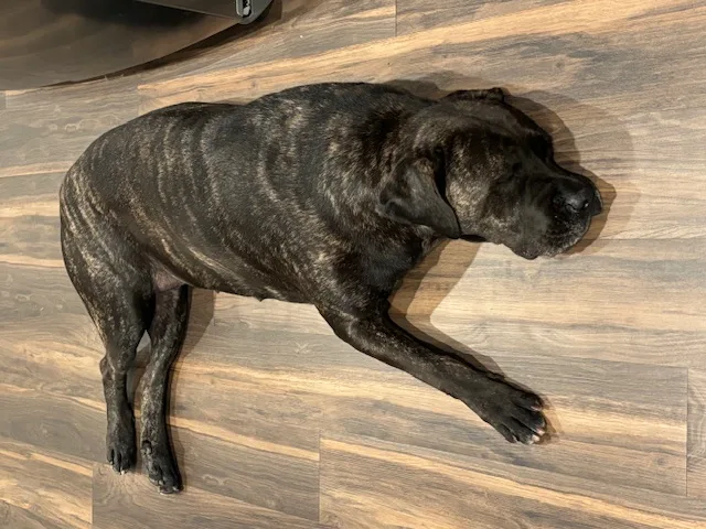 Petunia  Ct thumbnail 4