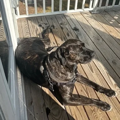 Petunia  Ct thumbnail 5