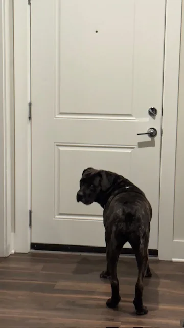 Petunia  Ct thumbnail 6