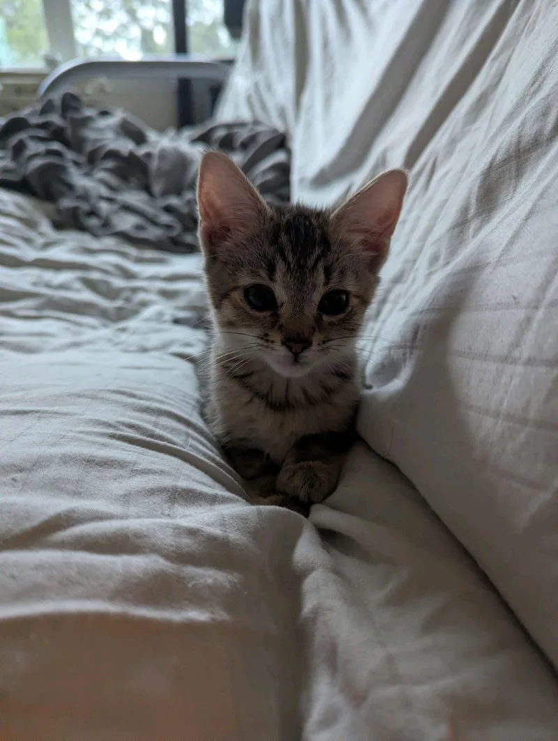 A baby medium-sized female Tabby cat named Erika for adoption in Stanley, NC