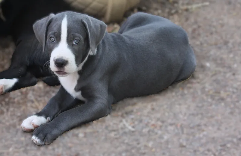 A baby medium-sized male Australian Shepherd dog named Jelly Roll for adoption in Albuquerque, NM