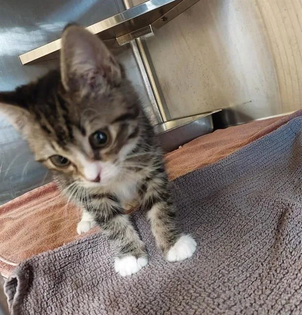 A baby small-sized male Domestic Short Hair cat named Timmy for adoption in Chula Vista, CA