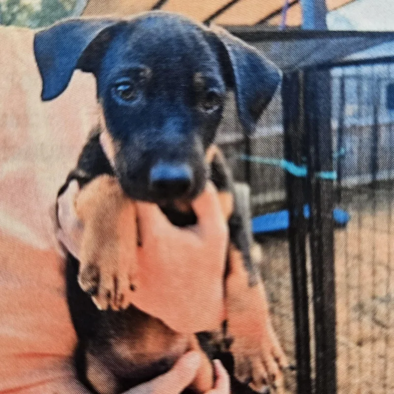 A baby large-sized female Yellow / Tan / Blond / Fawn Black Mouth Cur dog named Tazzy for adoption in Kalamazoo, MI