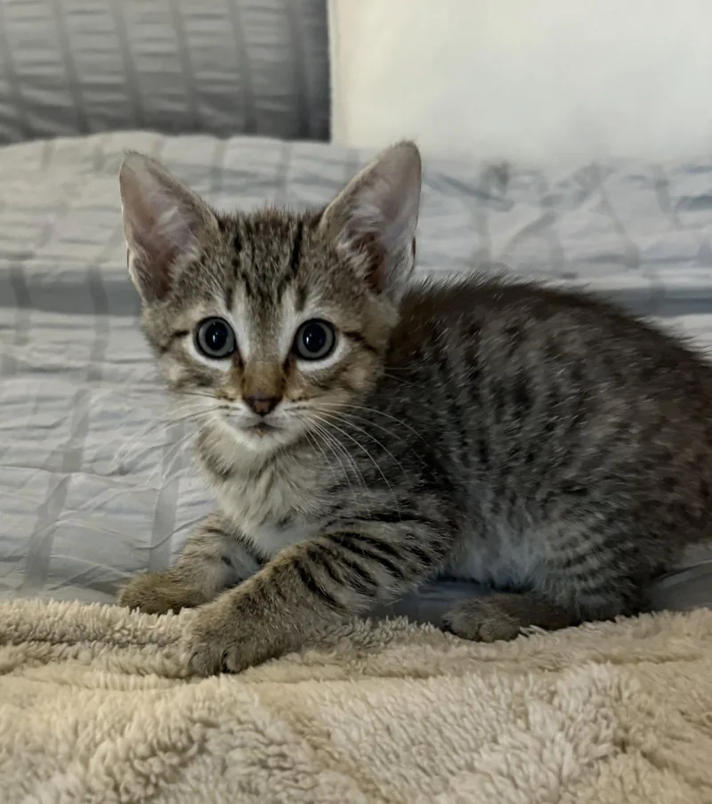 A baby medium-sized male Tabby cat named Simba for adoption in Royal Palm Beach, FL