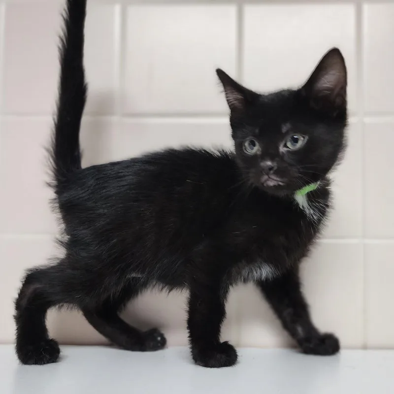 A baby small-sized male Black Domestic Short Hair cat named Malomar for adoption in Dixon, IL
