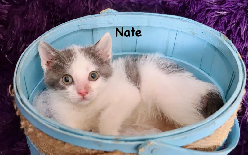 A baby medium-sized male Gray & White Turkish Van cat named Nate for adoption in Saint Augustine, FL