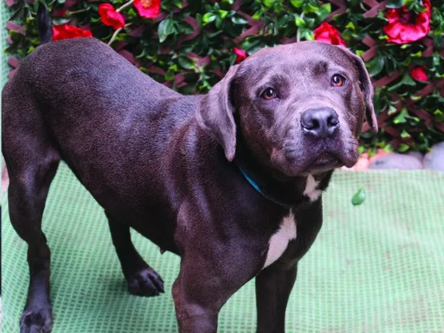 An adult large-sized female Pit Bull Terrier dog named Eyway for adoption in Charlotte, NC