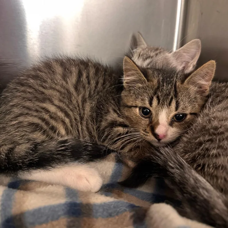A baby small-sized male Gray / Blue / Silver Domestic Short Hair cat named Grappa for adoption in Wilmington, DE