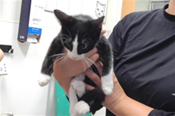 A baby small-sized female Domestic Medium Hair cat named Zoey for adoption in Albuquerque, NM