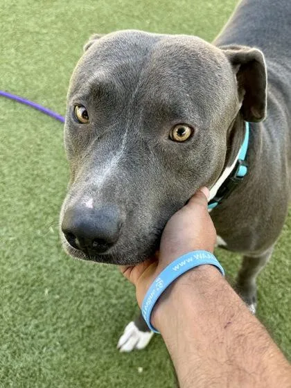 An adult large-sized male Gray / Blue / Silver Mixed Breed dog named Ottie for adoption in Wichita, KS