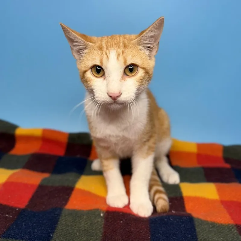 A baby small-sized male Orange / Red Domestic Short Hair cat named Yucatan for adoption in San Antonio, TX