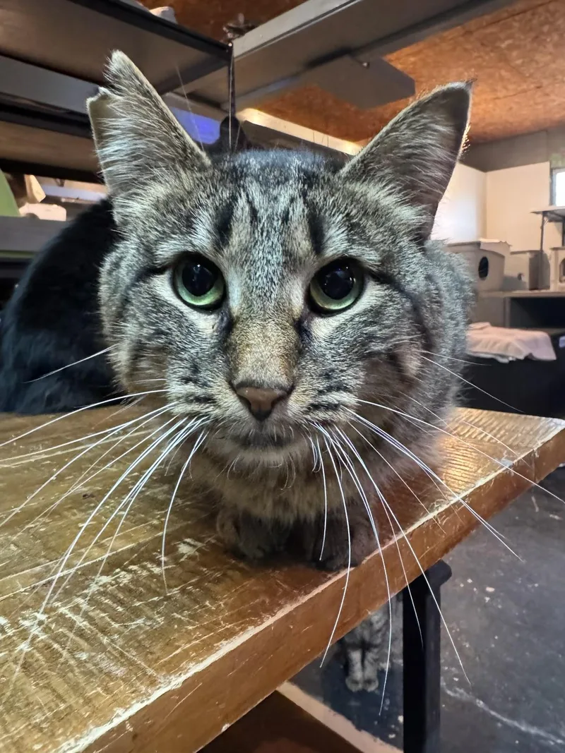 An adult large-sized female American Shorthair cat named Willa for adoption in Milbank, SD