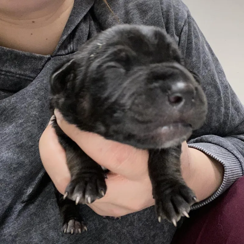A baby small-sized male Black Border Collie dog named Auburn  U for adoption in Tupelo, MS