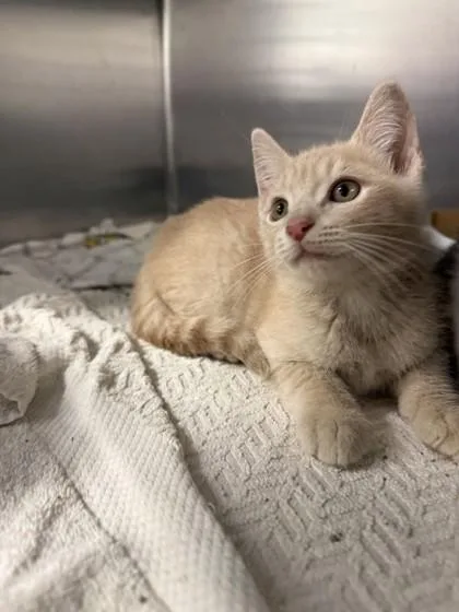 A young small-sized male Domestic Short Hair cat named Don Pan for adoption in North Miami Beach, FL