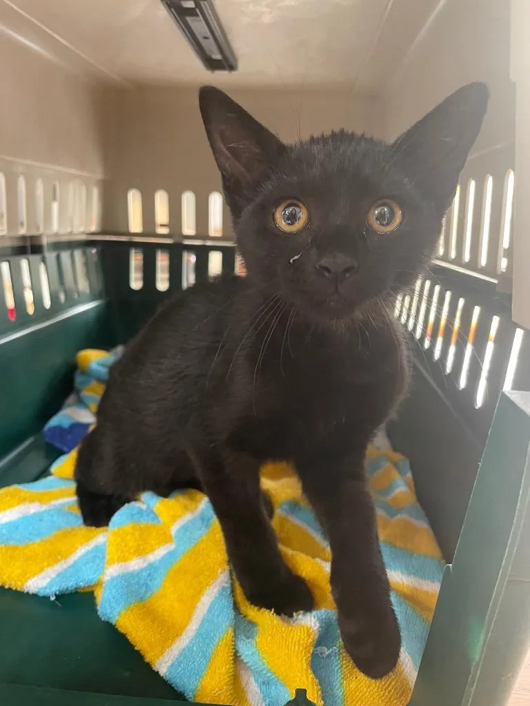 A baby small-sized female Domestic Short Hair cat named Sefi for adoption in Fort Worth, TX