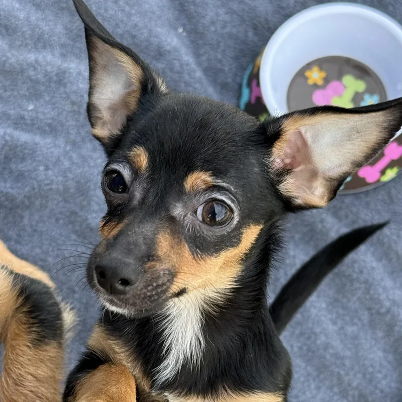 A baby small-sized male Tricolor (Brown, Black, & White) Chihuahua dog named Tank for adoption in Scottsdale, AZ