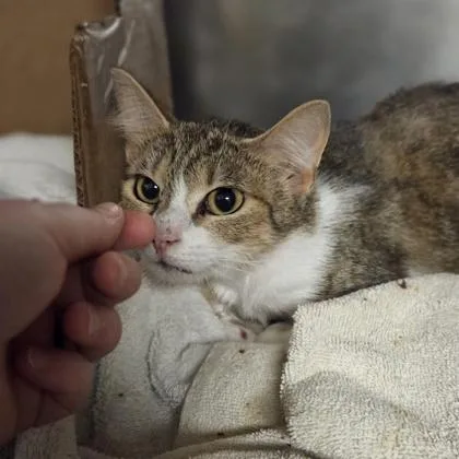 An adult medium-sized female Domestic Short Hair cat named Spicy Tomato for adoption in Westland, MI