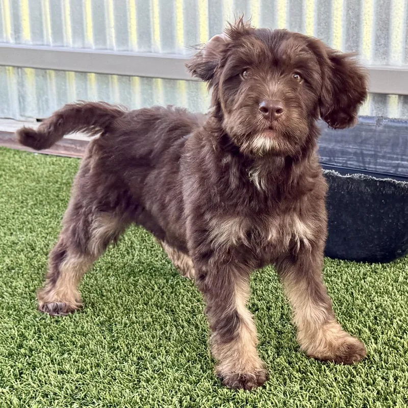 A baby small-sized female Brown / Chocolate Poodle dog named Mochi for adoption in Hondo, TX