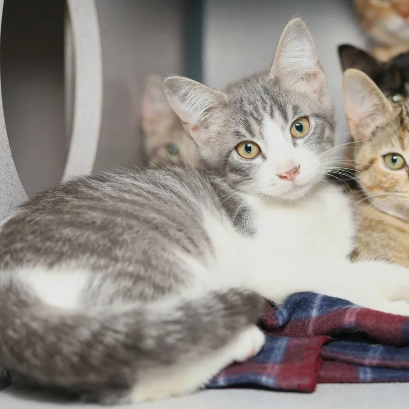 A baby small-sized male Gray / Blue / Silver Domestic Short Hair cat named Jackhammer for adoption in Evansville, IN