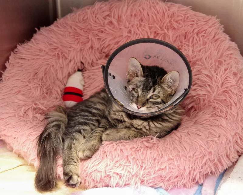 Glimmer And Iris thumbnail 2