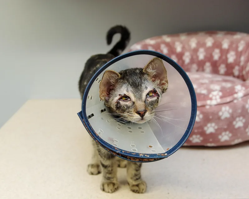 Glimmer And Iris thumbnail 4