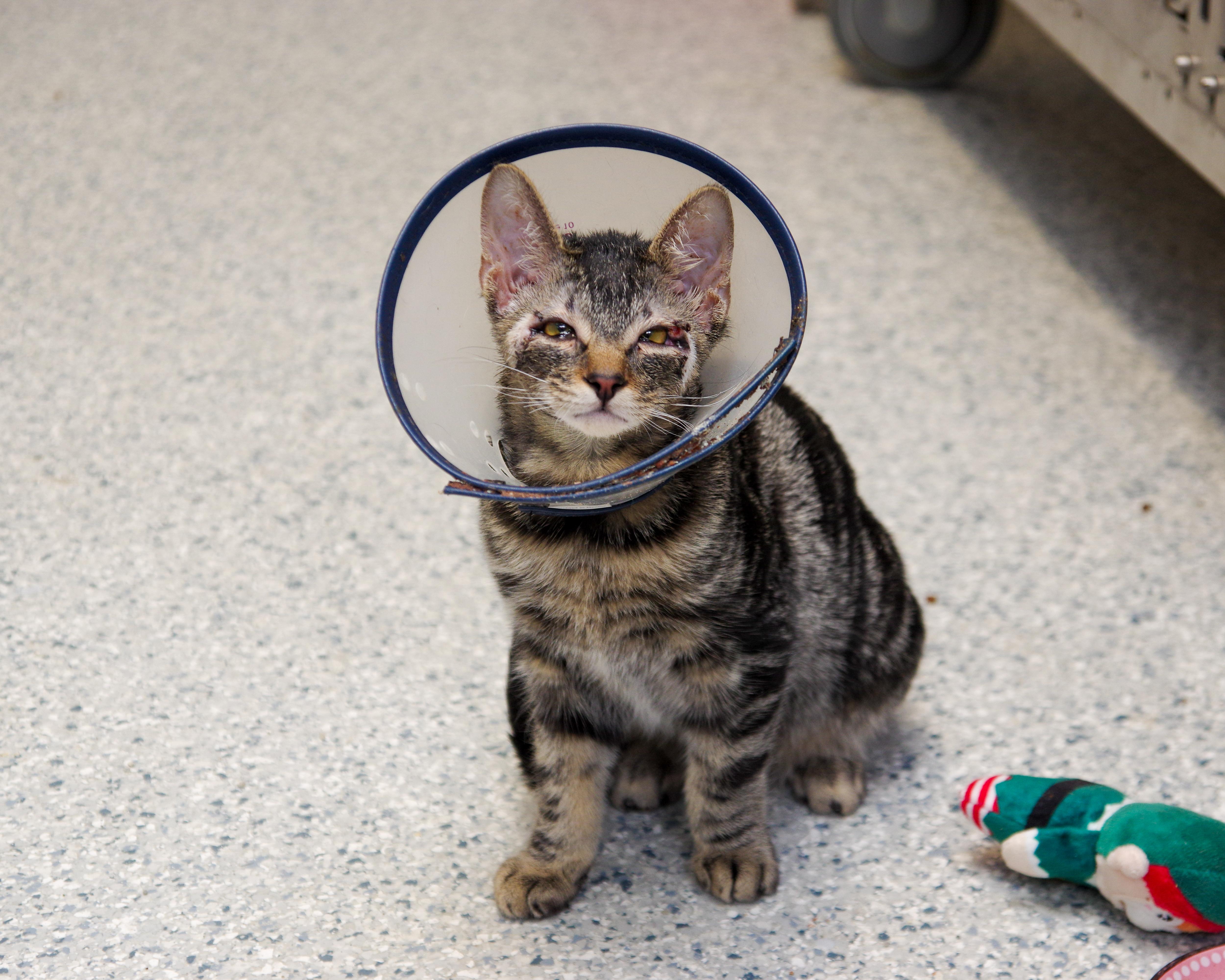 Glimmer And Iris thumbnail 5