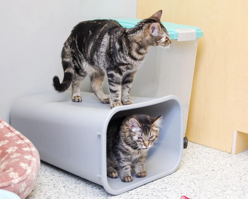 A young medium-sized female American Shorthair cat named Glimmer And Iris for adoption in Scituate, MA