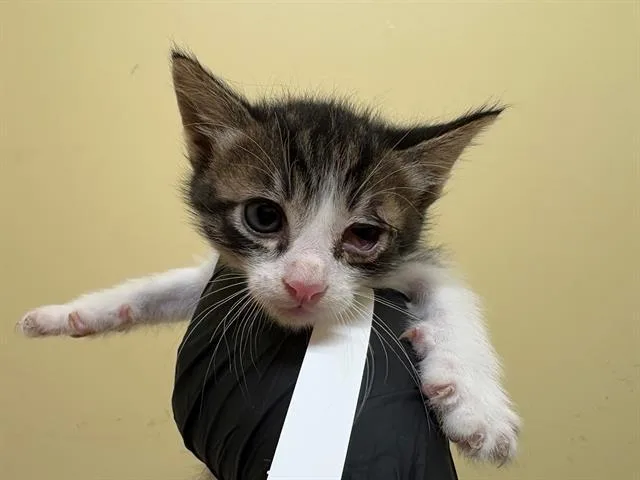 A baby small-sized male Domestic Short Hair cat named Grasshopper for adoption in Tustin, CA