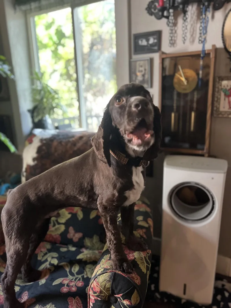 A young small-sized male Cocker Spaniel dog named Nugget for adoption in Midway, UT