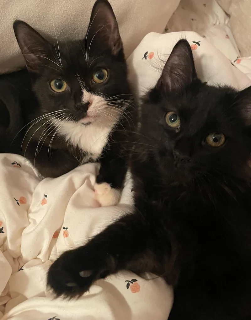 A young small-sized female Black & White / Tuxedo Domestic Short Hair cat named Mavis for adoption in Pottstown, PA