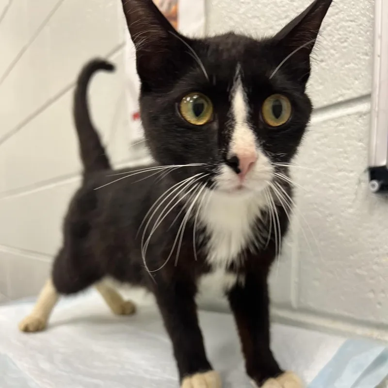 An adult medium-sized female Black Domestic Short Hair cat named Miracle for adoption in Chattanooga, TN