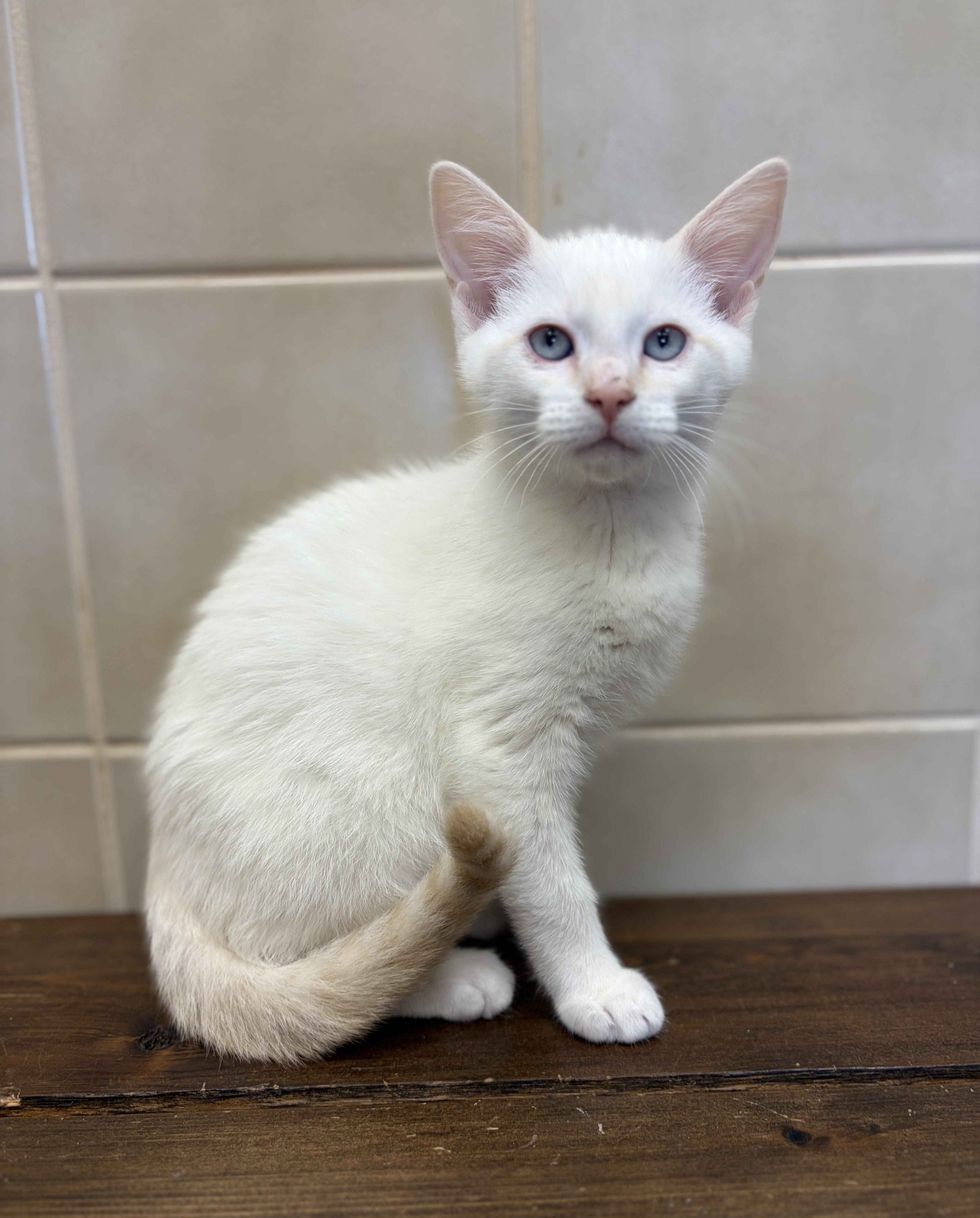 A baby medium-sized male Flame Point Siamese cat named Mozzarella for adoption in Kerrville, TX