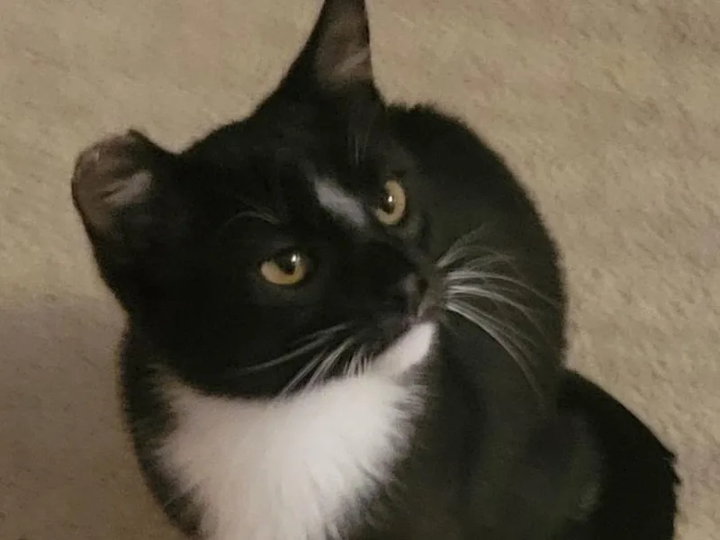 Tux thumbnail 2