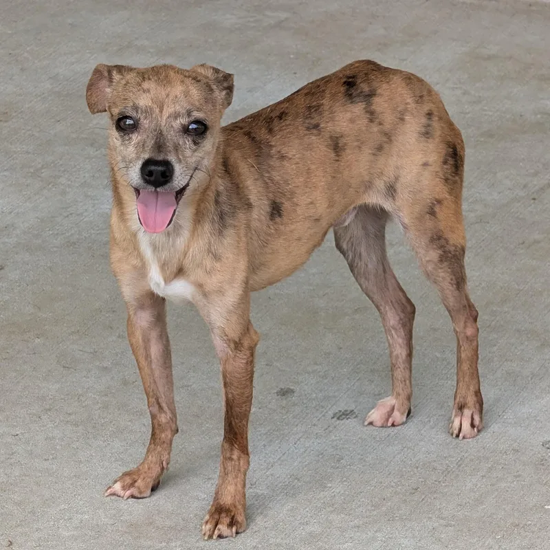An adult small-sized male Merle (Red) Chihuahua dog named Moochie for adoption in Baton Rouge, LA
