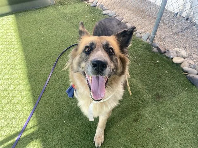 An adult large-sized female German Shepherd Dog dog named Tootsie for adoption in Phoenix, AZ