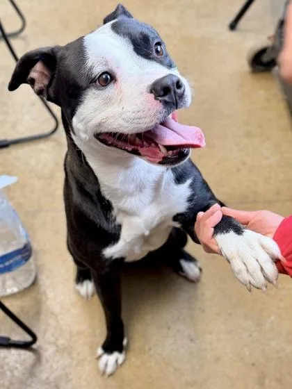 An adult large-sized male Mixed Breed dog named Draco for adoption in Cincinnati, OH