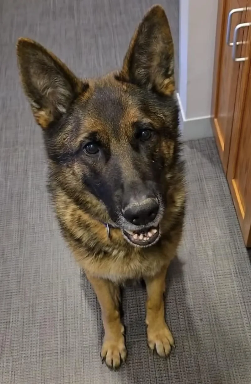 An adult large-sized male Black German Shepherd Dog dog named Dante for adoption in New Rochelle, NY