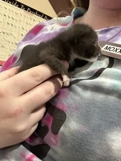 A baby small-sized female Domestic Short Hair cat named Macgyver for adoption in Longmont, CO