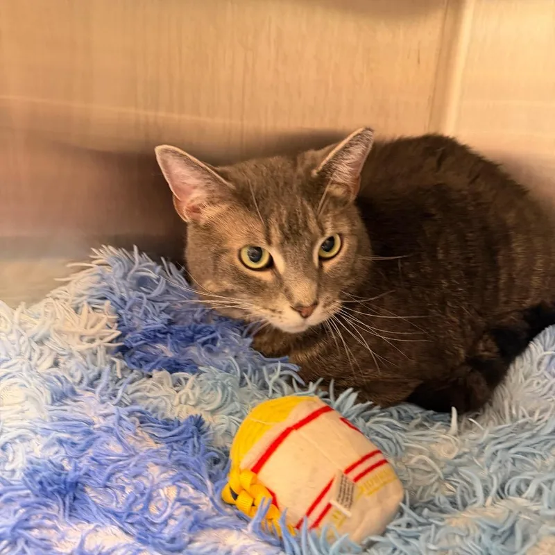 A senior medium-sized male Gray / Blue / Silver American Shorthair cat named Midnight for adoption in Englewood, FL