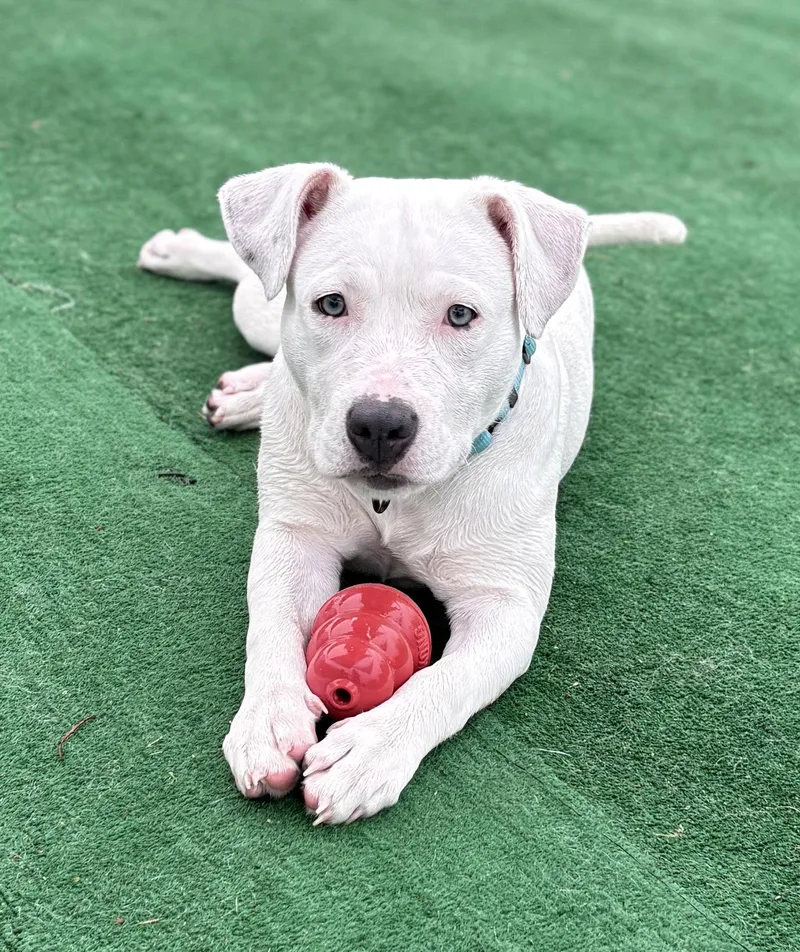 A baby medium-sized female Pit Bull Terrier dog named Star for adoption in Spring Lake, NJ