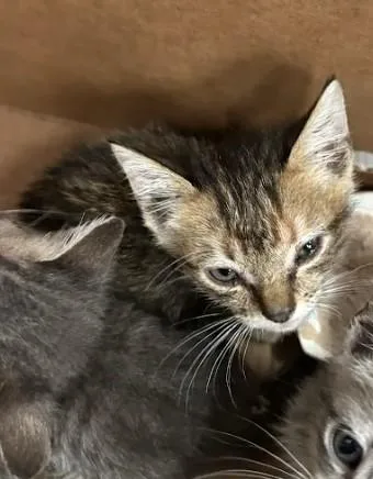 A baby small-sized female Domestic Short Hair cat named Davy Jones for adoption in Atlanta, GA