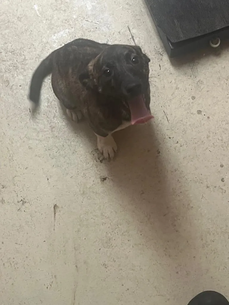 A baby medium-sized male Boxer dog named Jacob for adoption in Benton, AR